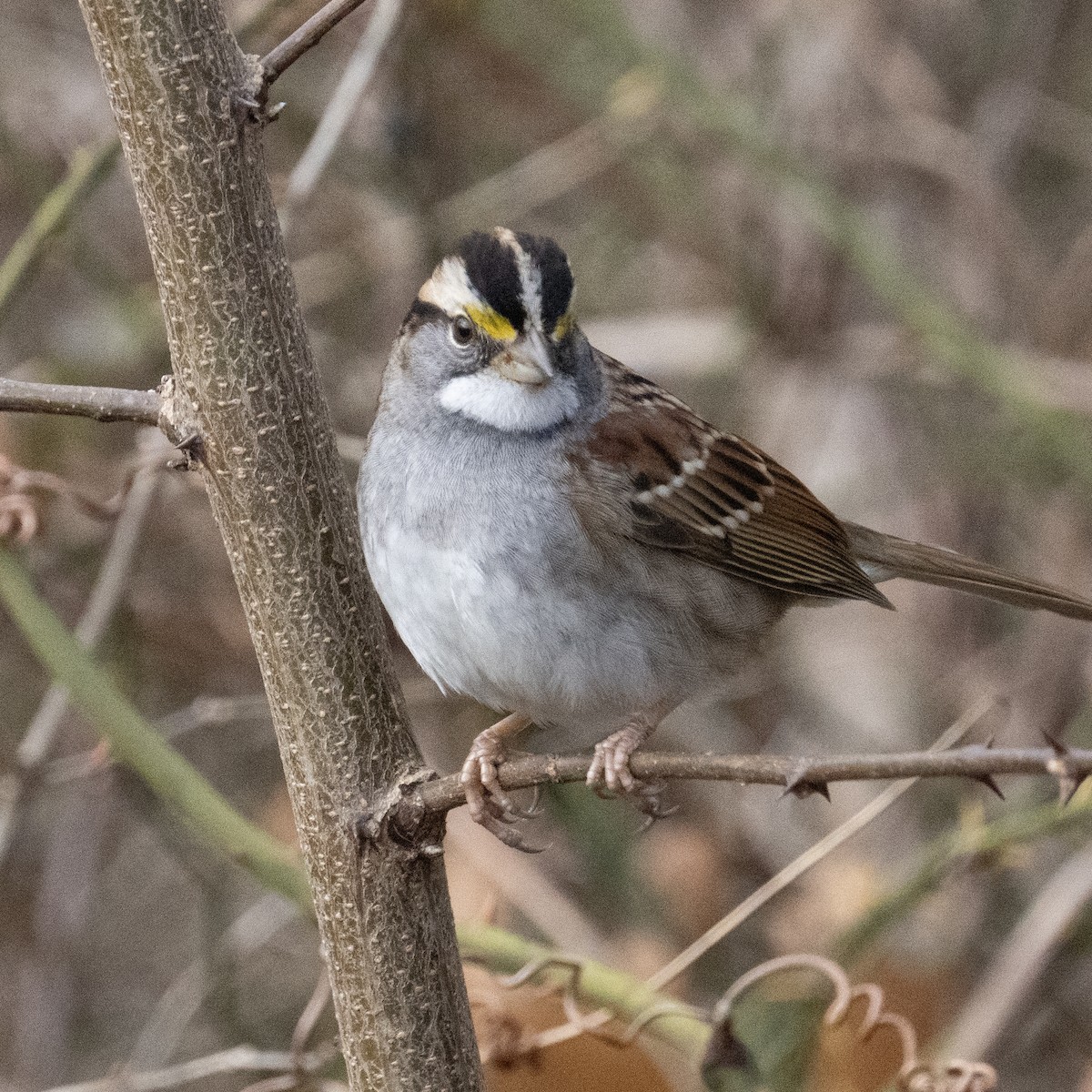 White-throated Sparrow - K C Bailey