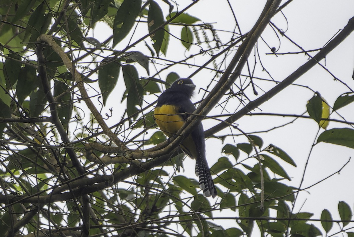 trogon guyanský - ML612843326