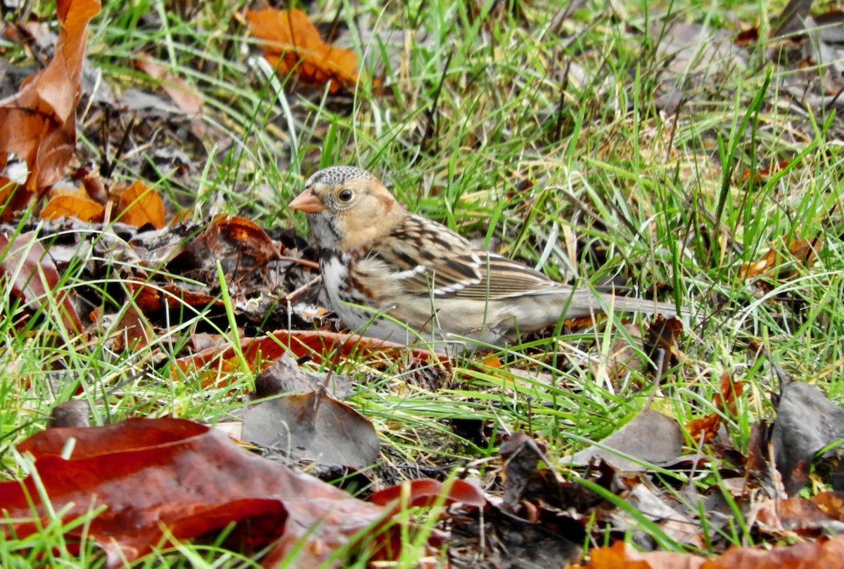 Harris's Sparrow - ML612843403