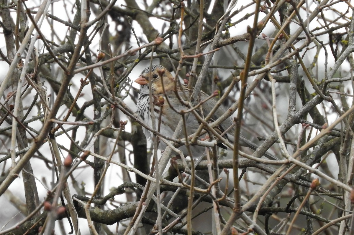 Harris's Sparrow - ML612843408