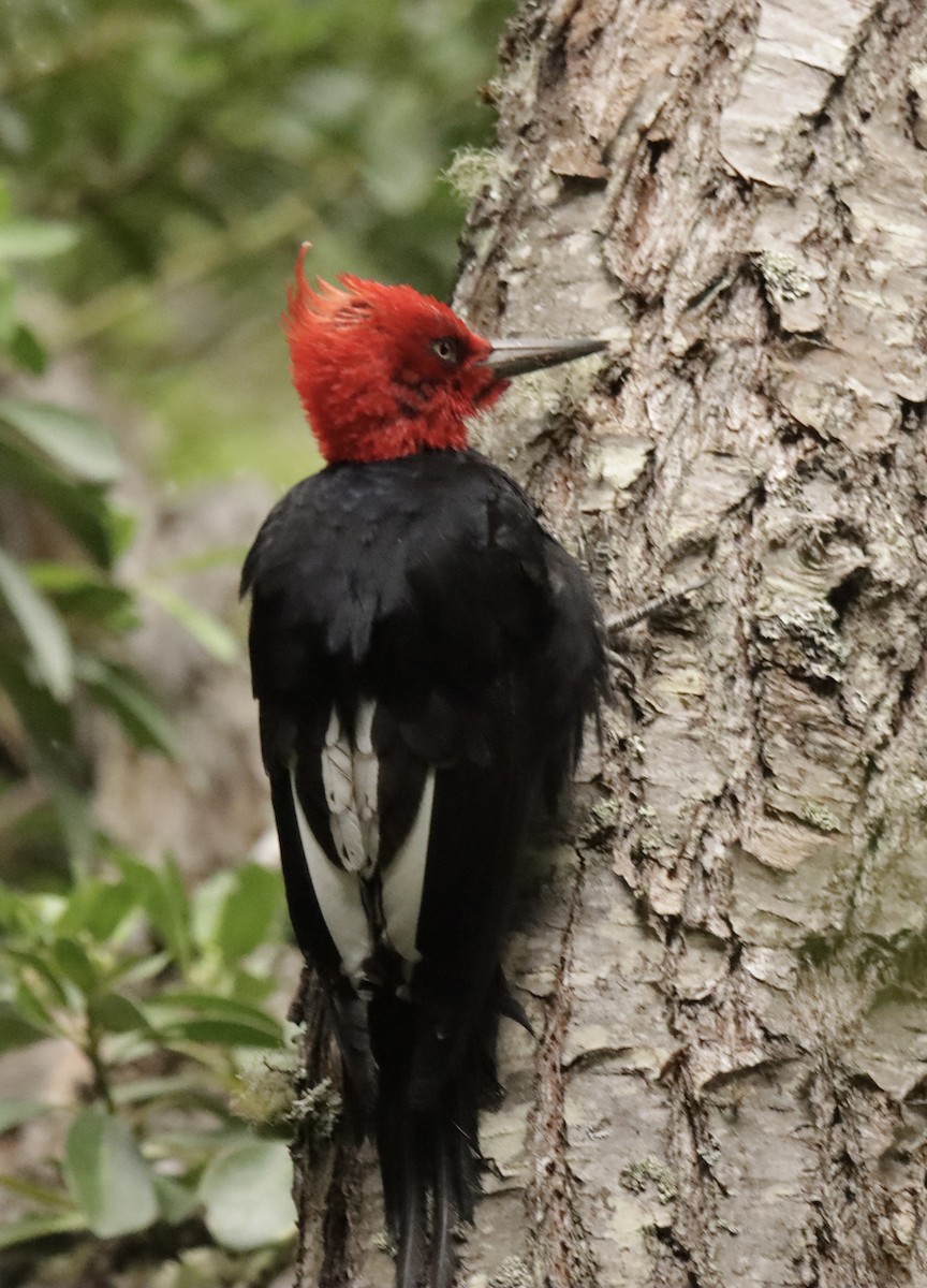 Magellanic Woodpecker - ML612843426