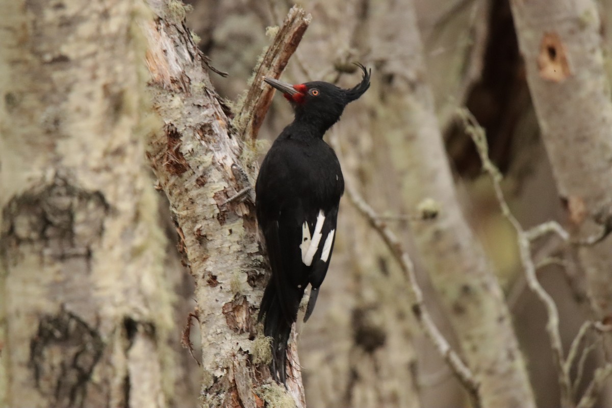 Magellanic Woodpecker - Jonathan Lautenbach