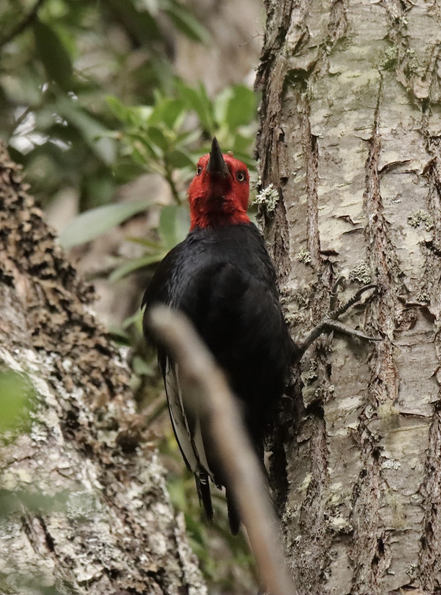 Magellanic Woodpecker - ML612843429