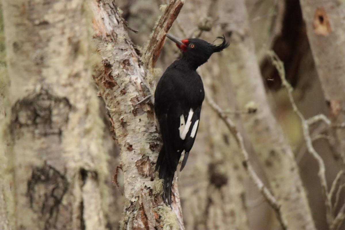 Magellanic Woodpecker - ML612843431