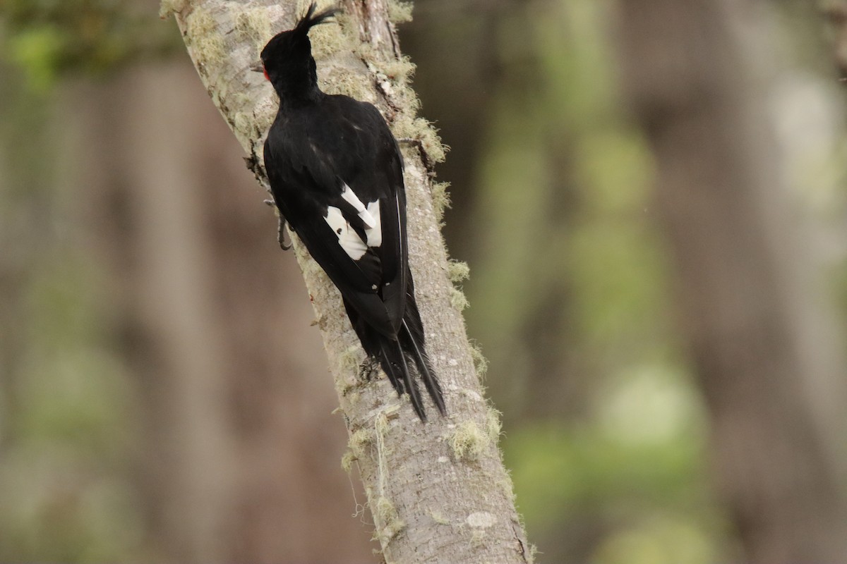 Magellanic Woodpecker - ML612843434