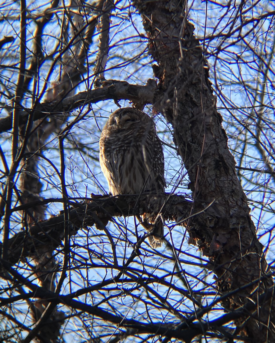 Barred Owl - ML612843468