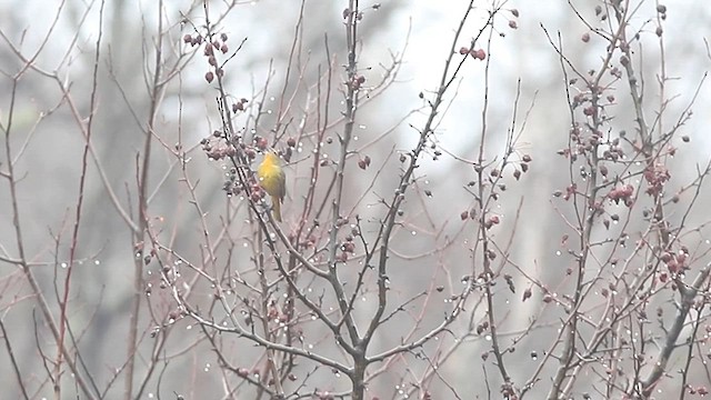 Hepatic Tanager - ML612843517