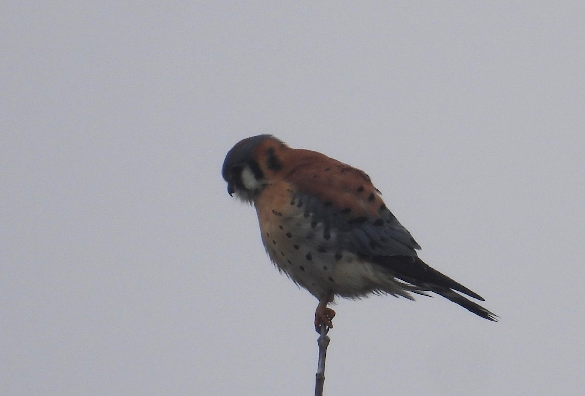 American Kestrel - ML612843562