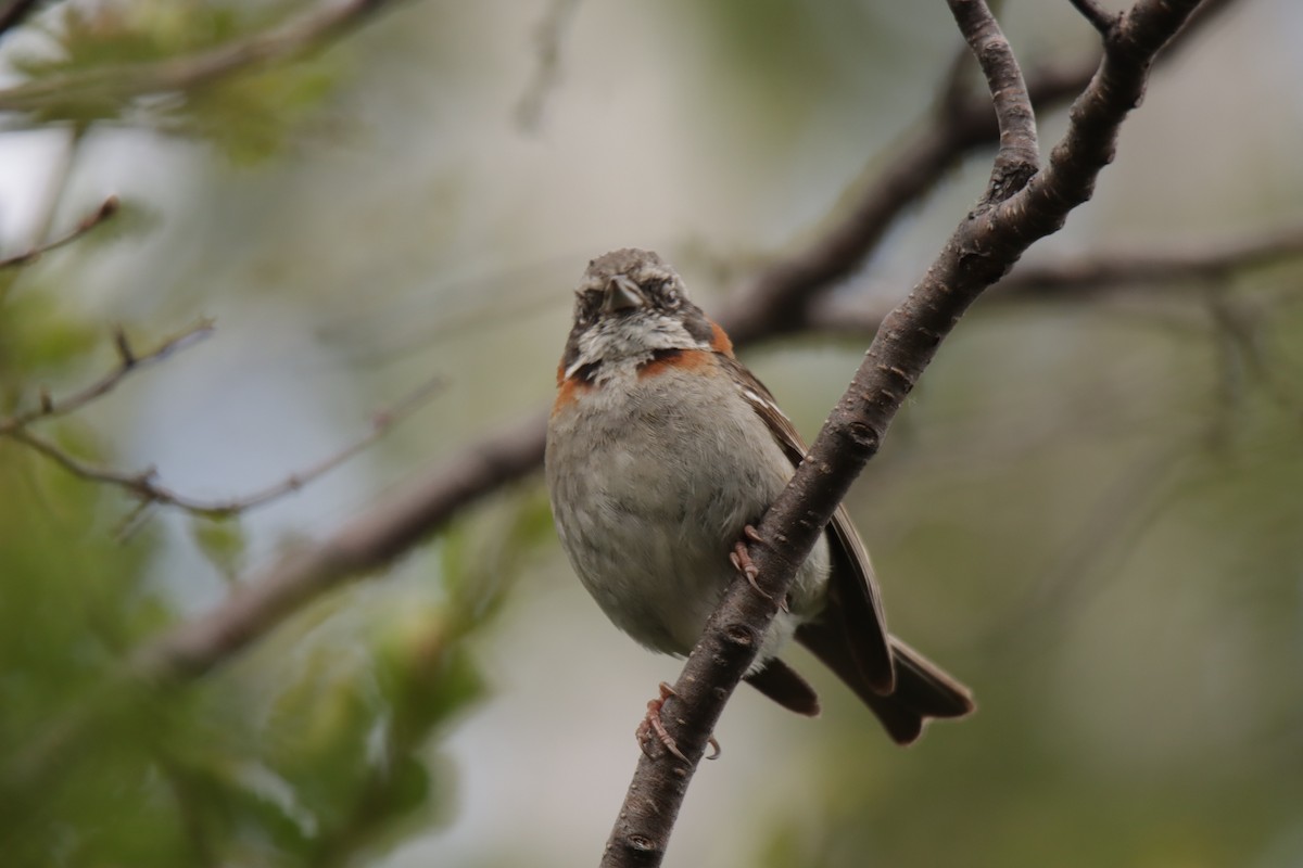 Rufous-collared Sparrow - ML612843575