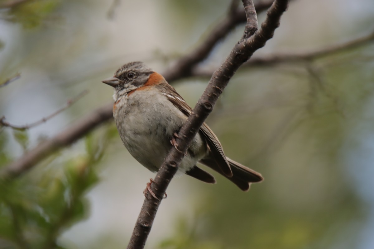 Rufous-collared Sparrow - ML612843577