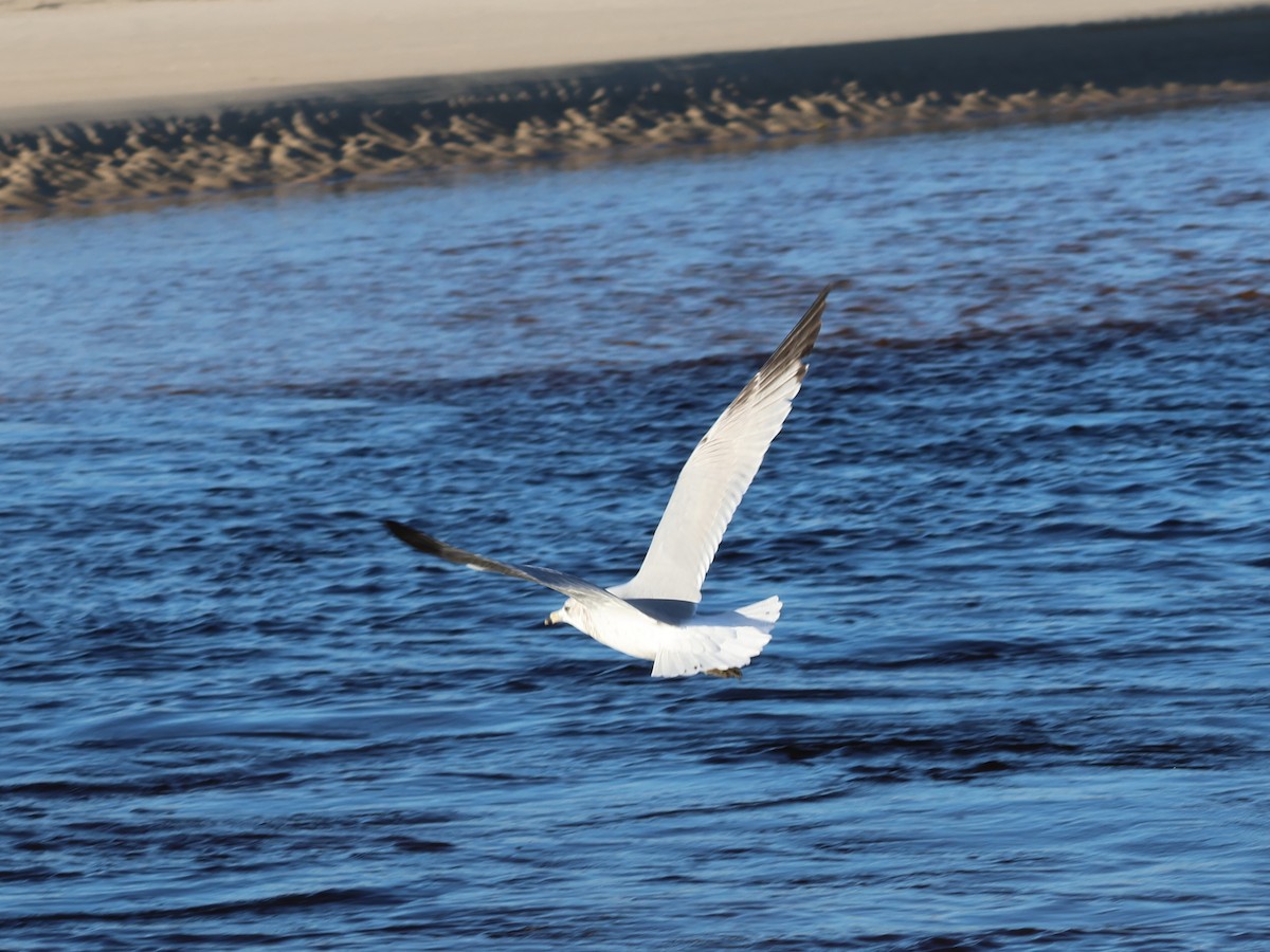 Ring-billed Gull - Joseba Amenabar