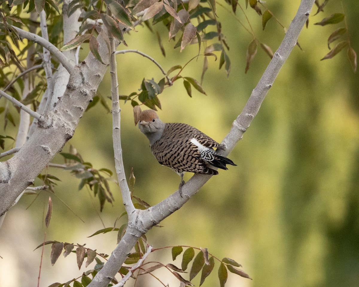 Gilded Flicker - Eldon Vita