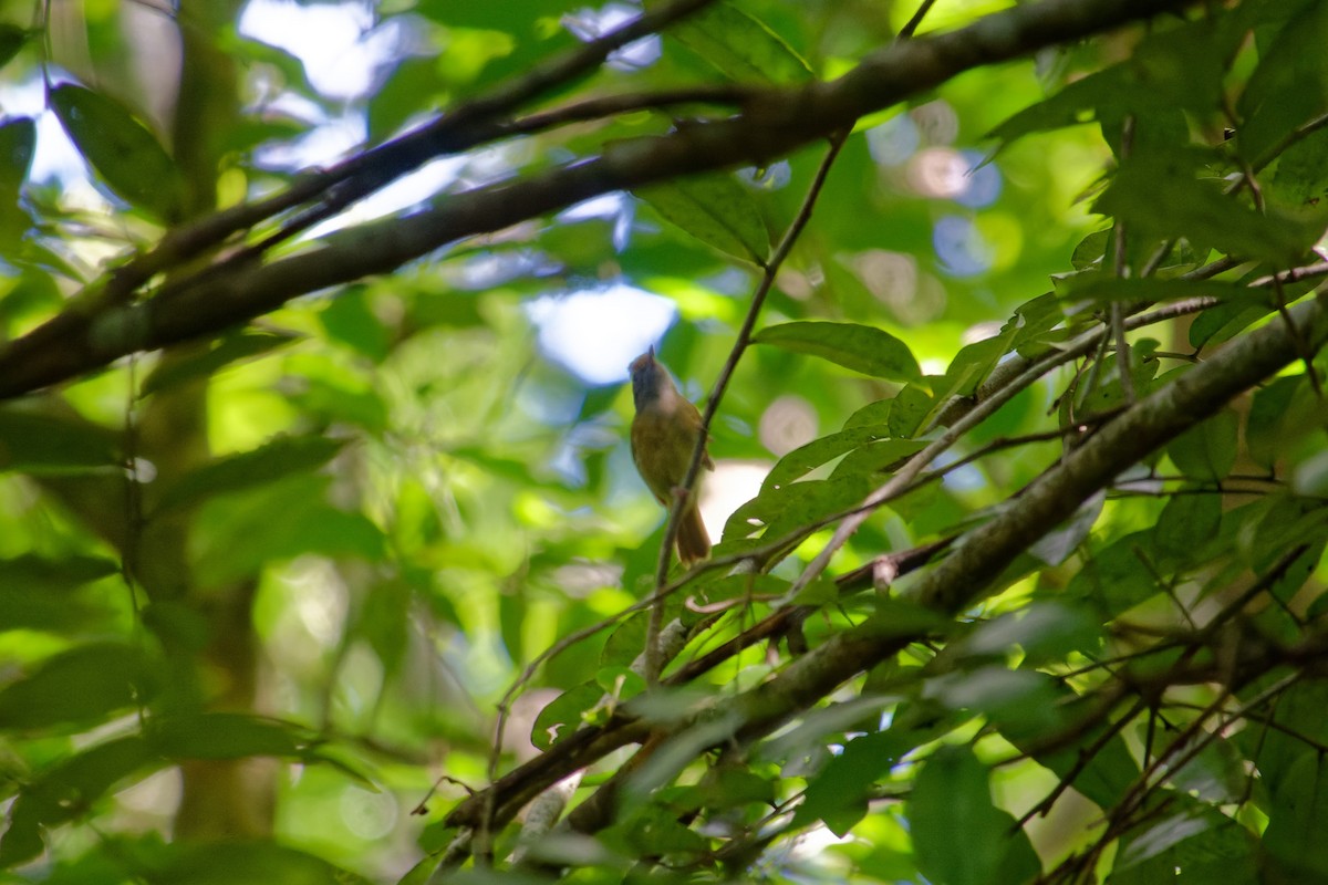 Tawny-crowned Greenlet - Lucas Koh