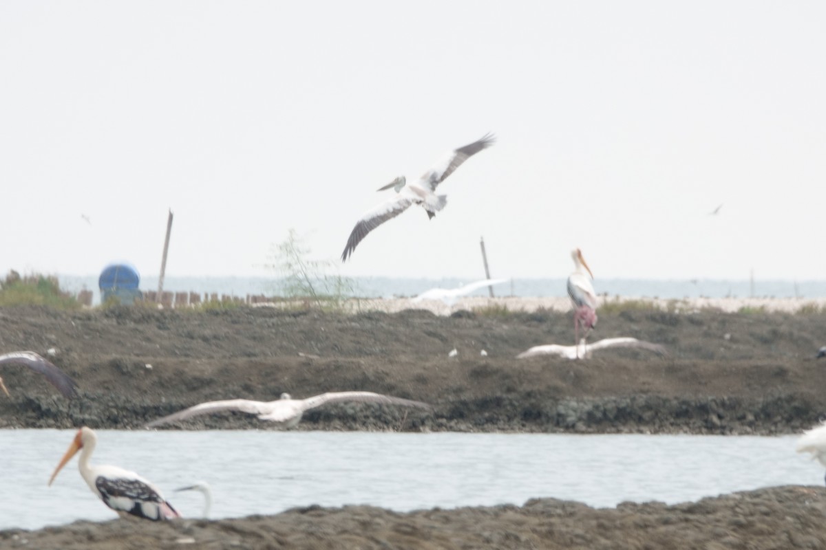 Spot-billed Pelican - ML612843668