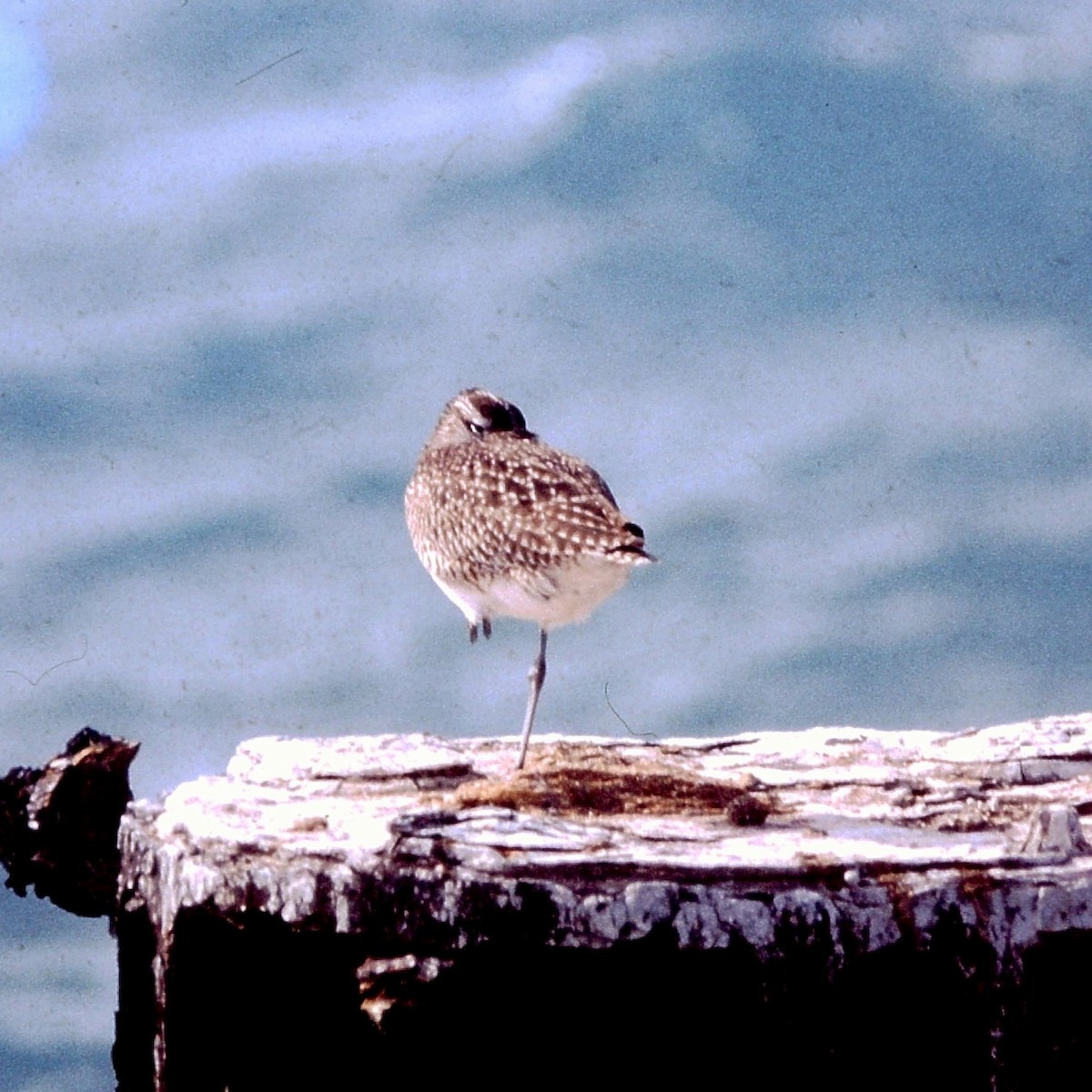 Whimbrel - ML612843707