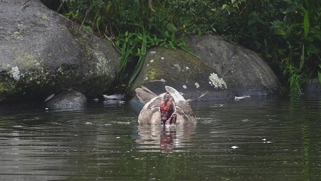 Muscovy Duck (Domestic type) - ML612843711