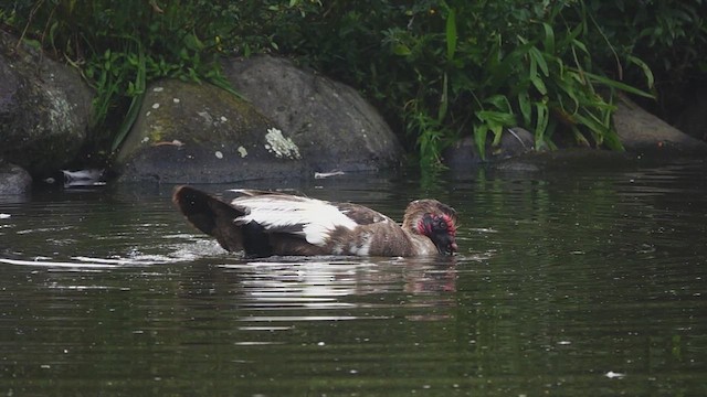 Muscovy Duck (Domestic type) - ML612843712