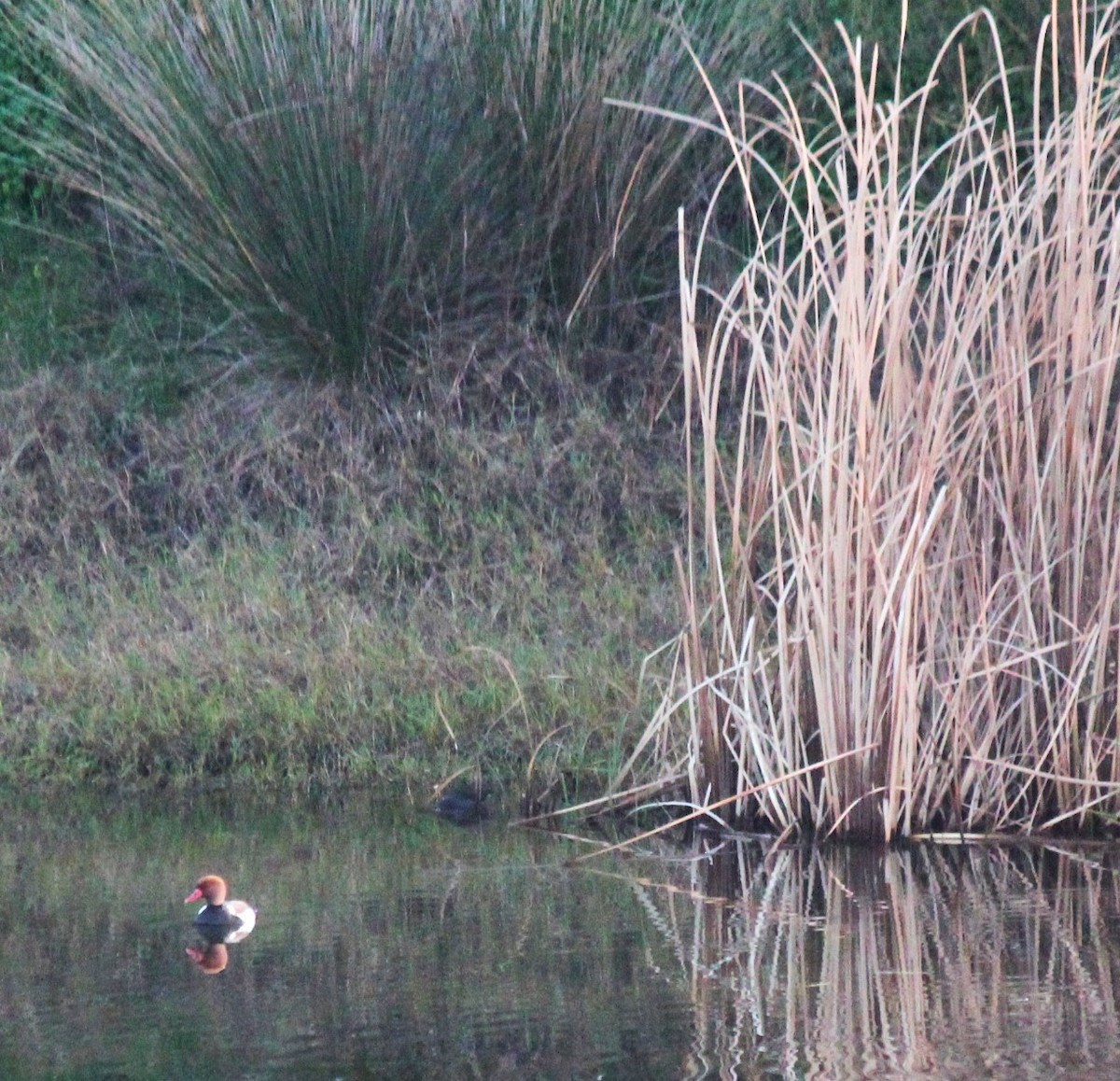 Red-crested Pochard - ML612843777