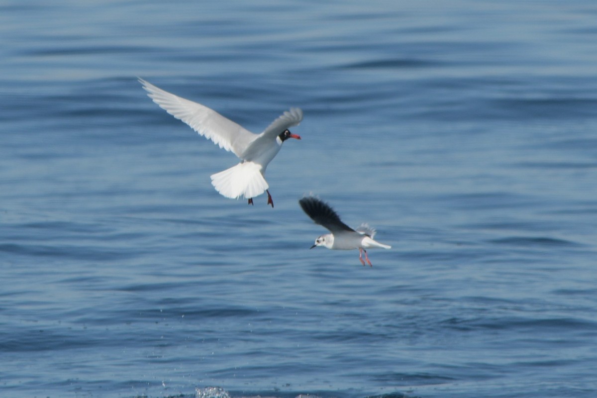 Mouette pygmée - ML612843787