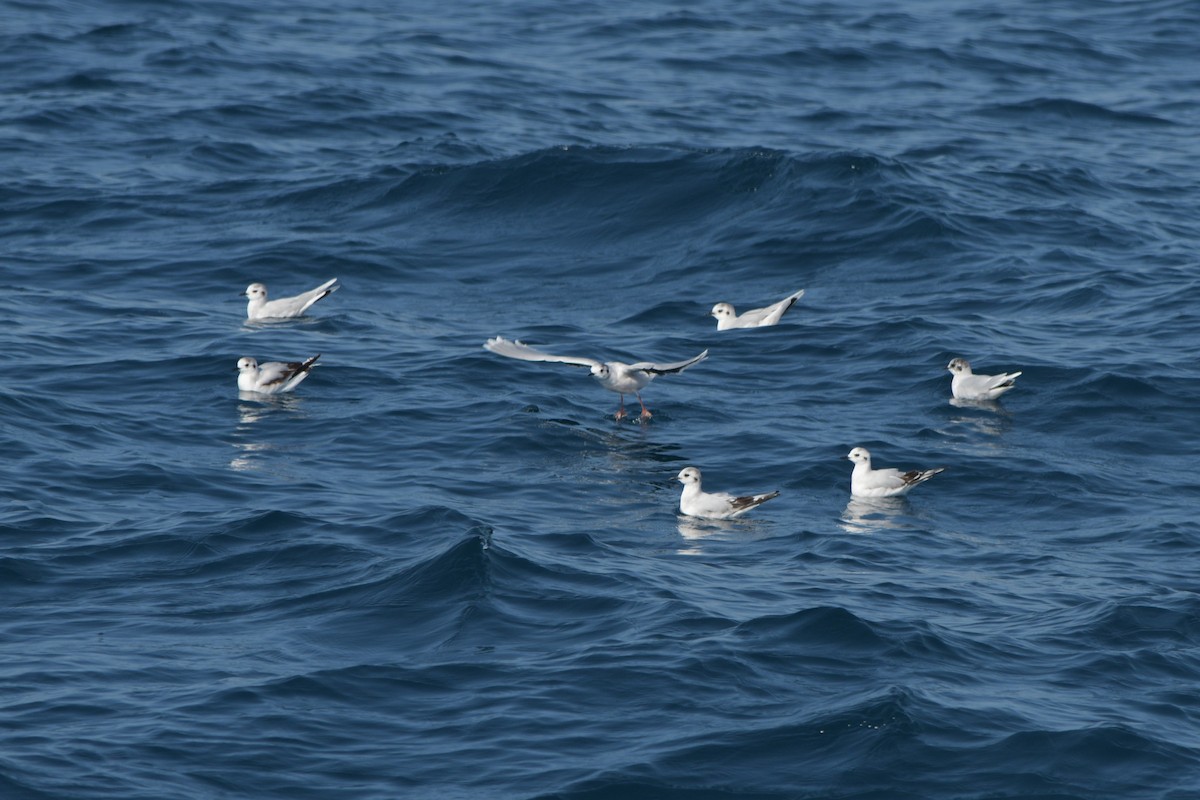 Mouette pygmée - ML612843788