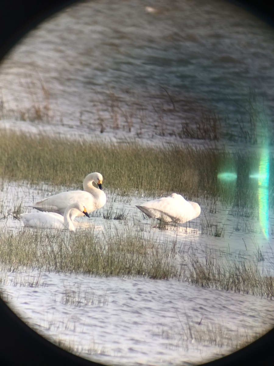 Tundra Swan - ML612843840