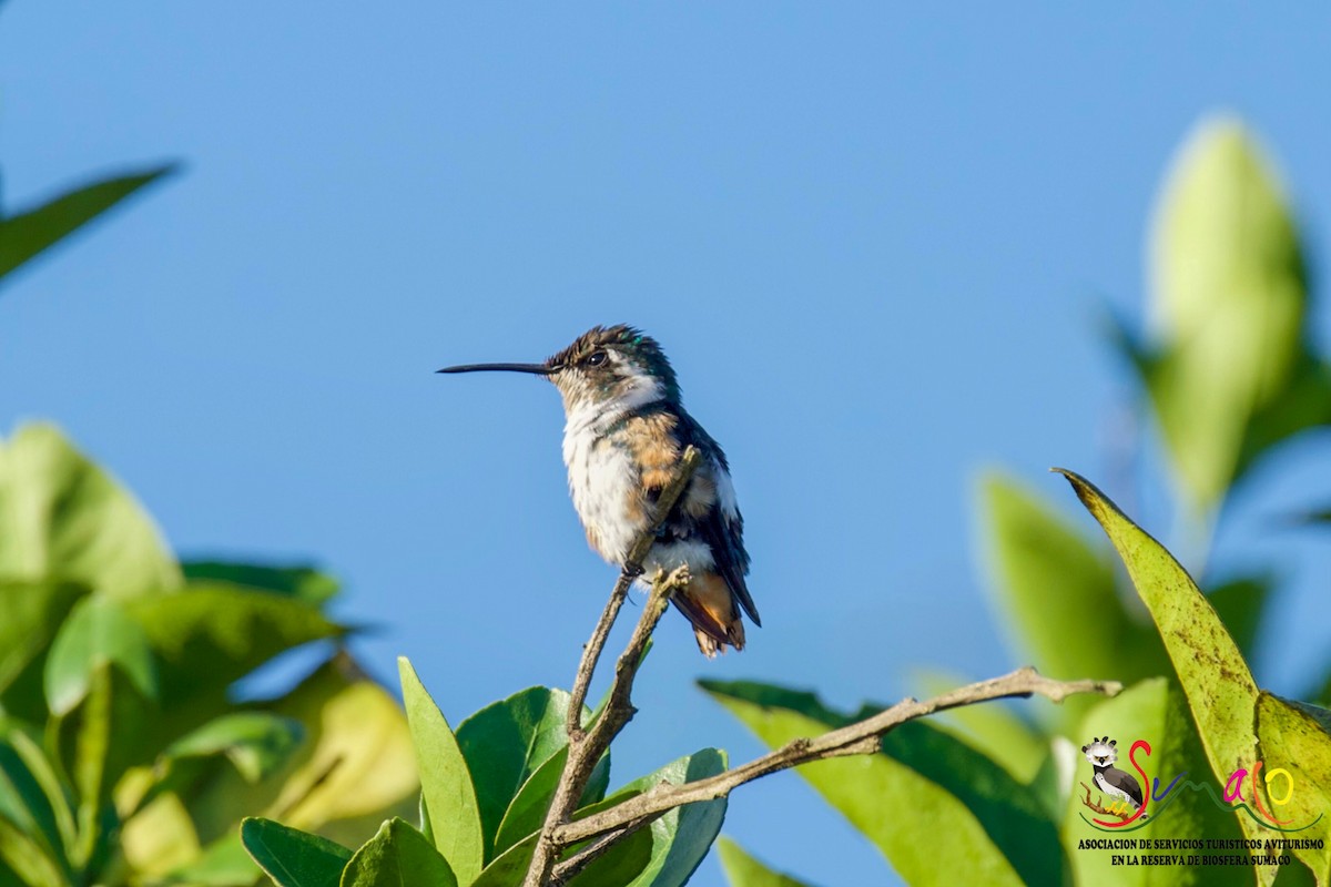 White-bellied Woodstar - ML612843843