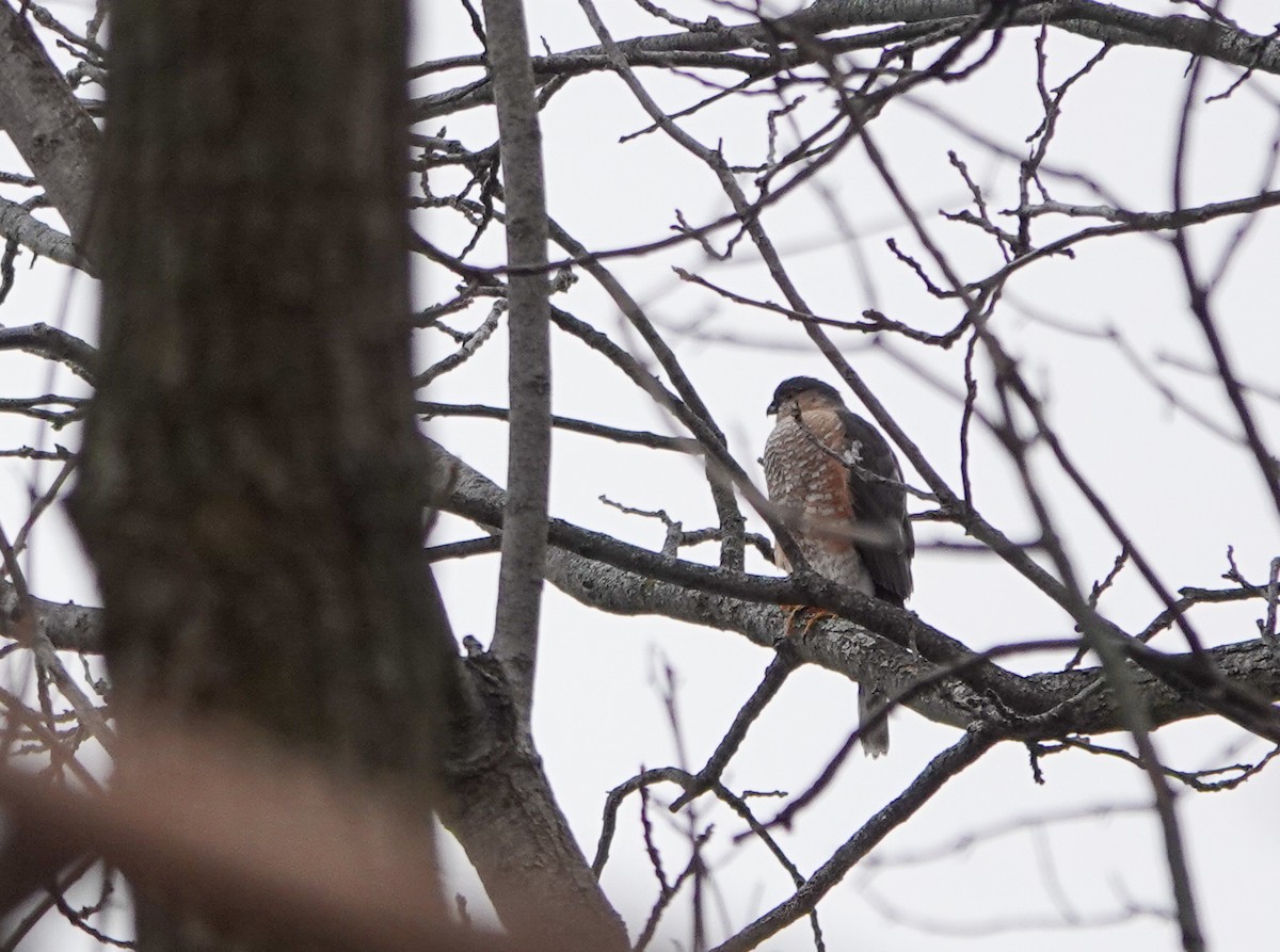 Sharp-shinned Hawk - ML612843857