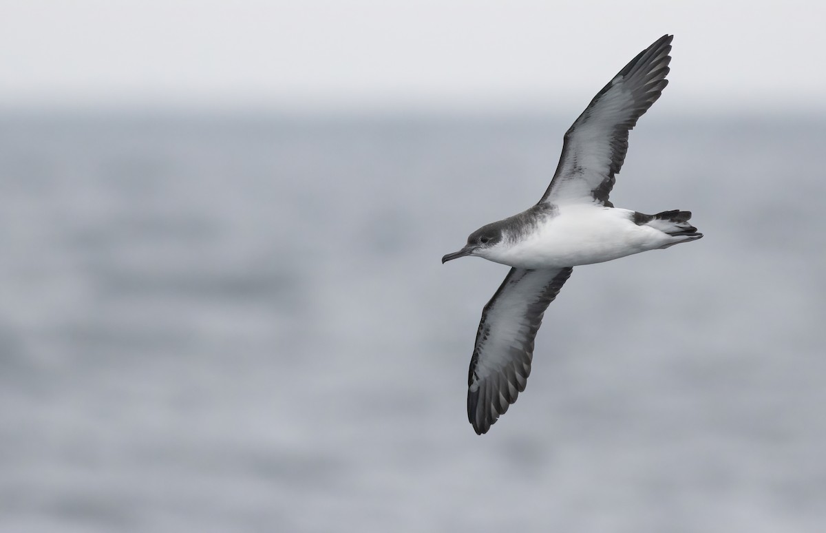 Manx Shearwater - ML612843901