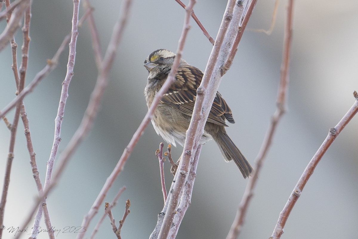 White-throated Sparrow - ML612843914