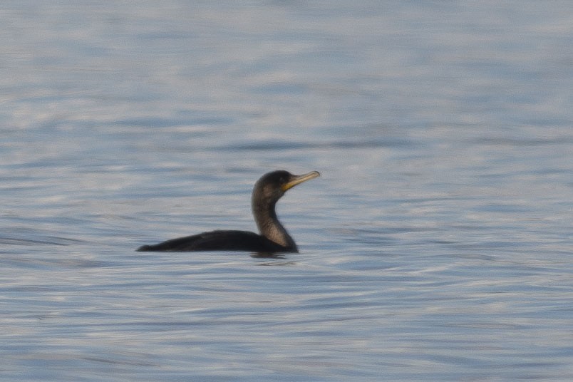 Double-crested Cormorant - ML612843988