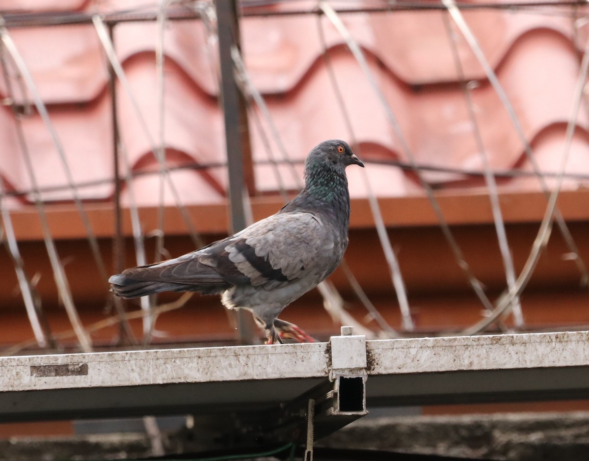 Rock Pigeon (Feral Pigeon) - ML612844007