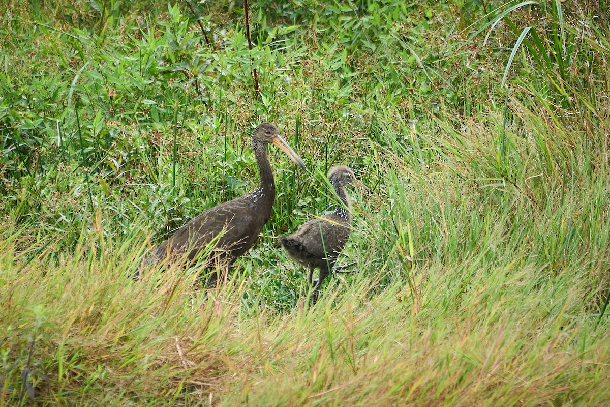 Limpkin - Daniel Alfenas