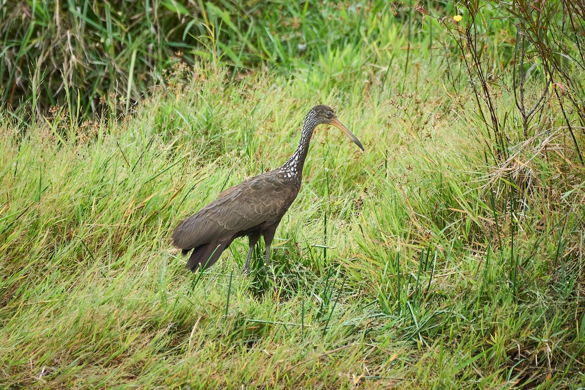 Limpkin - Daniel Alfenas