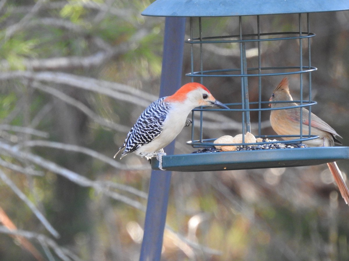 Red-bellied Woodpecker - ML612844208
