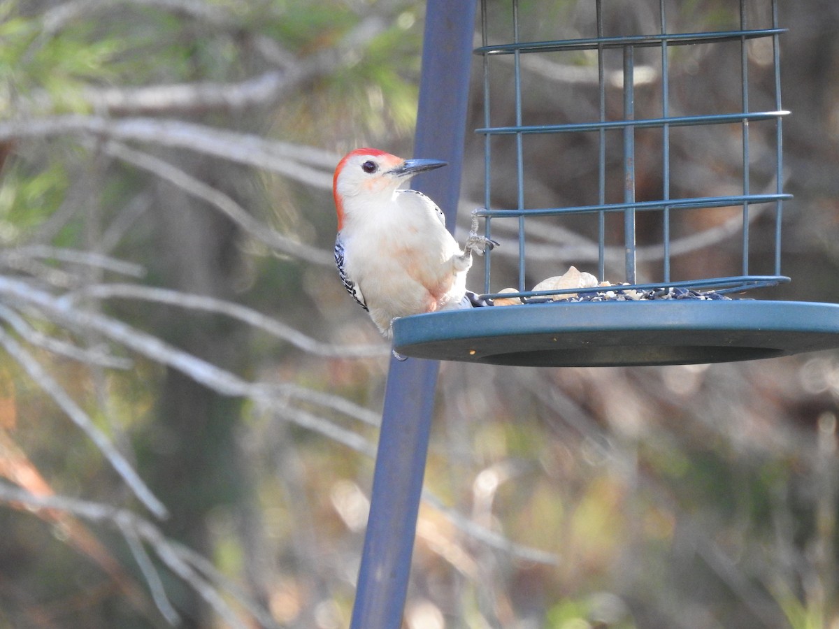 Red-bellied Woodpecker - ML612844209