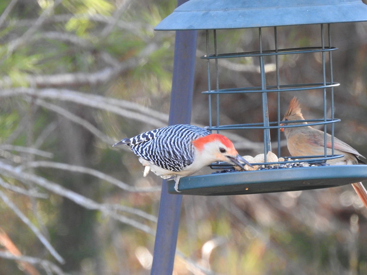 Red-bellied Woodpecker - ML612844210