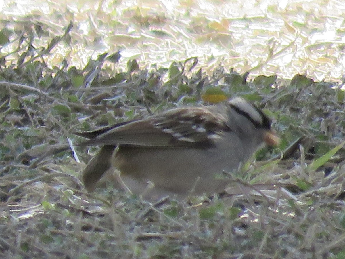 White-crowned Sparrow - ML612844224