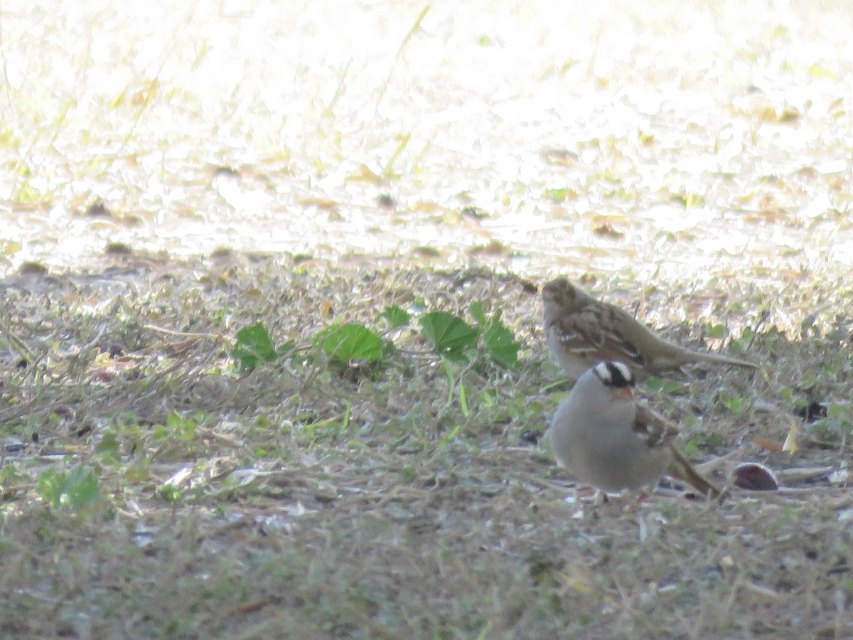 White-crowned Sparrow - ML612844225