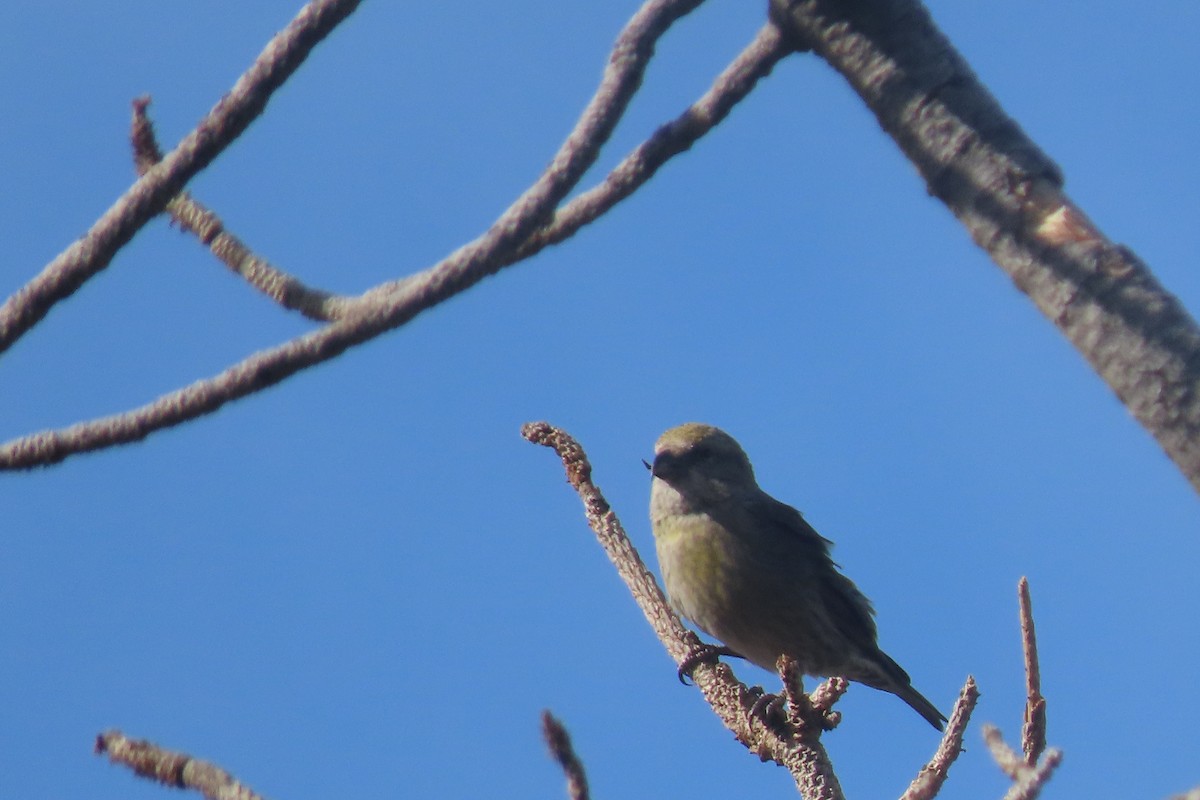 Red Crossbill - ML612844228