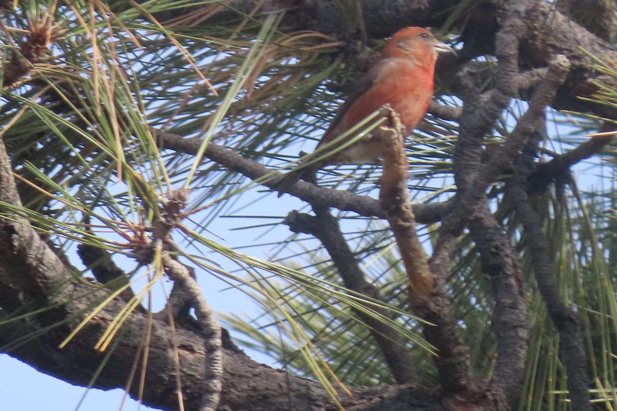 Red Crossbill - ML612844230