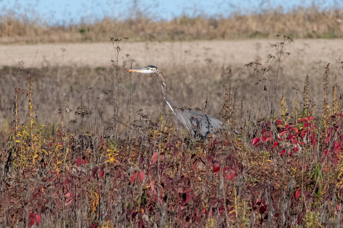 Great Blue Heron - ML612844249