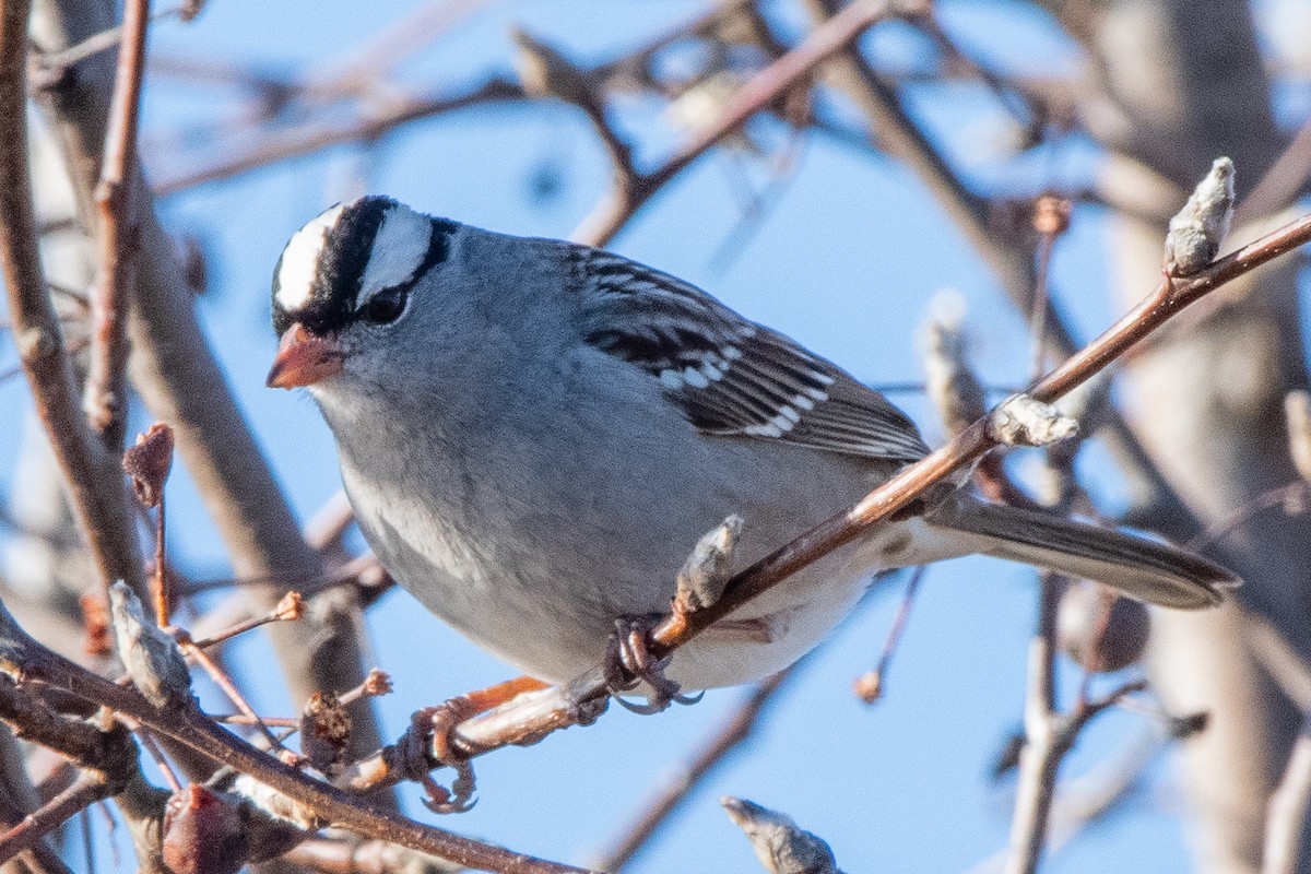 White-crowned Sparrow - ML612844271