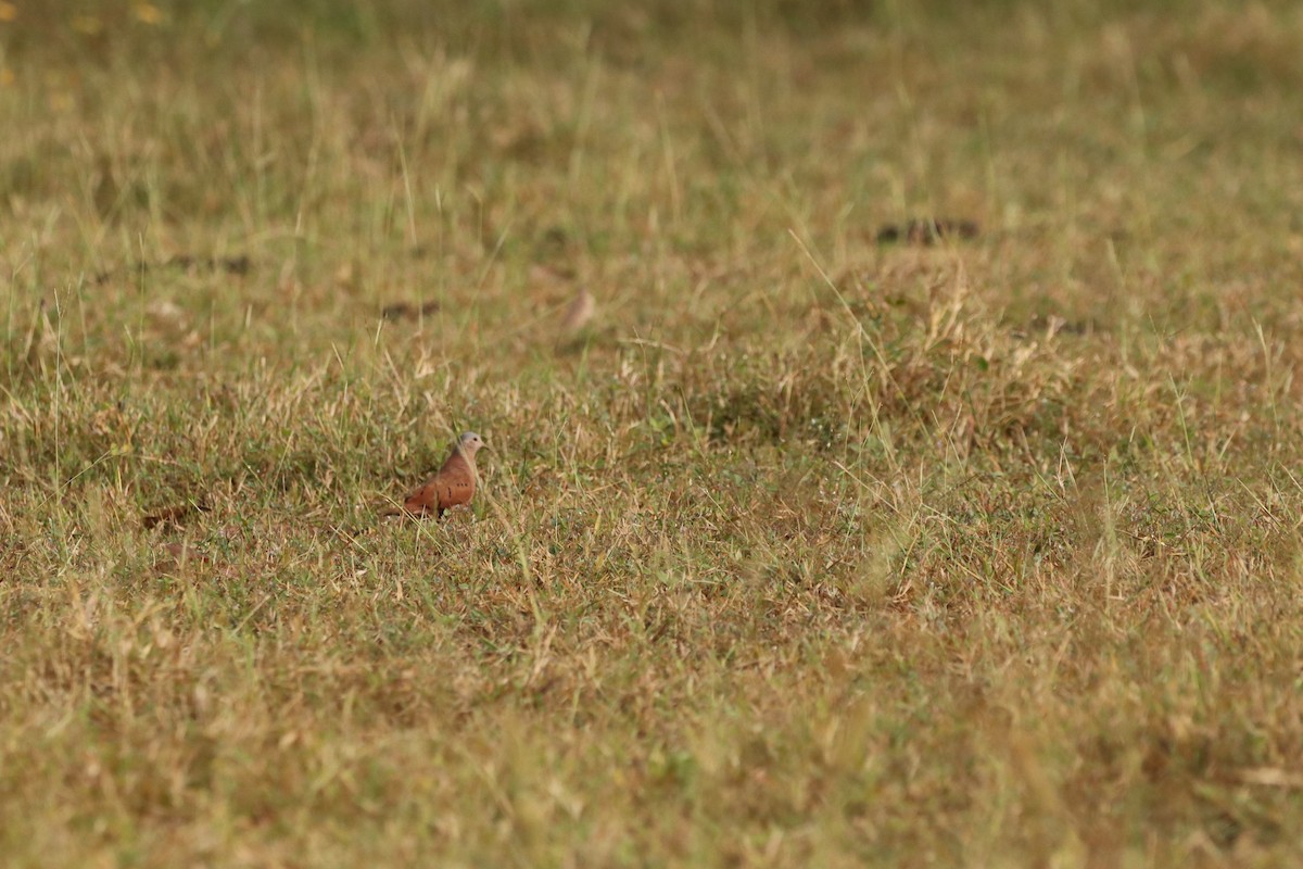 Ruddy Ground Dove - ML612844274