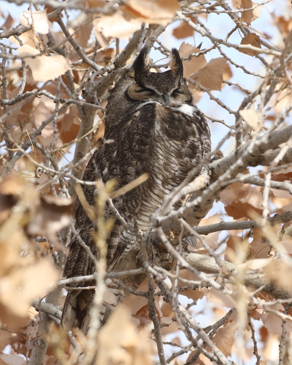 Great Horned Owl - ML612844281