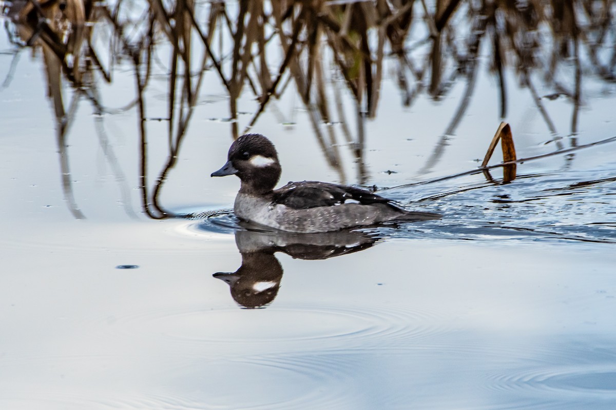 Bufflehead - ML612844285