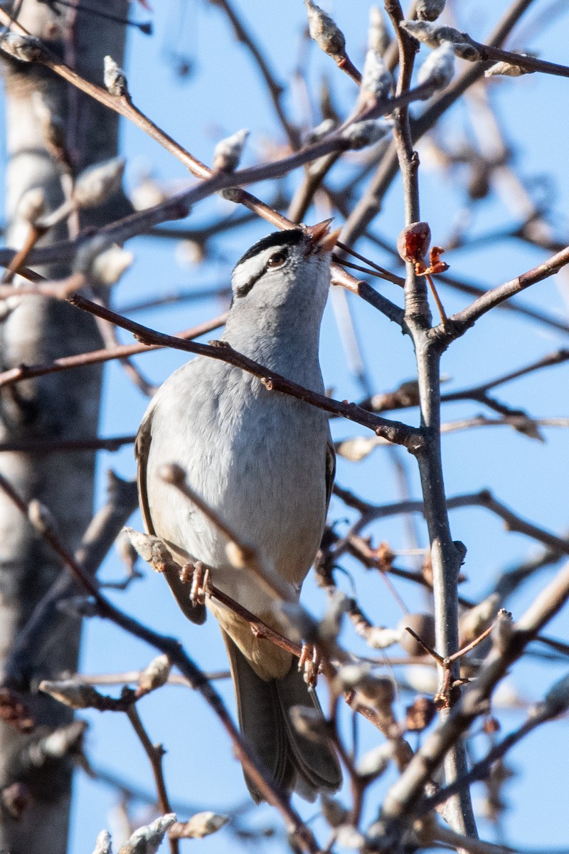 White-crowned Sparrow - ML612844286