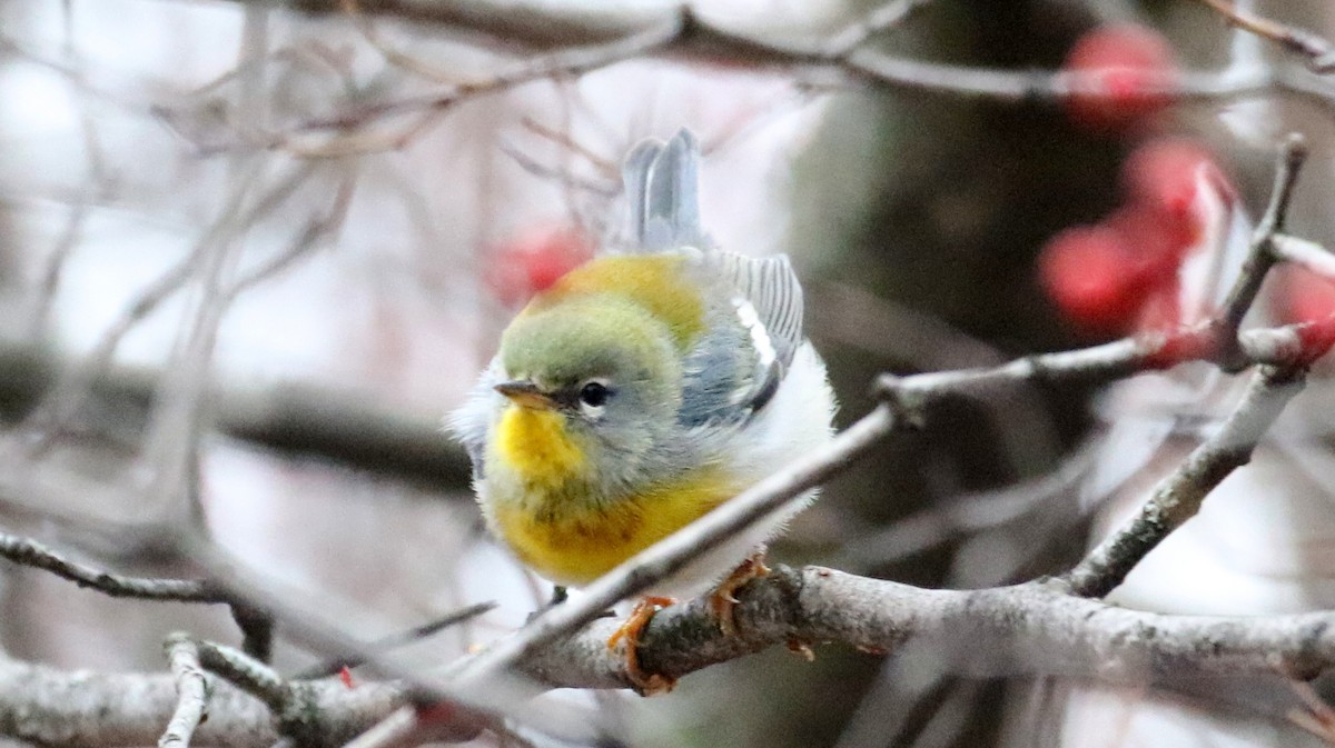 Northern Parula - Kevin McGowan