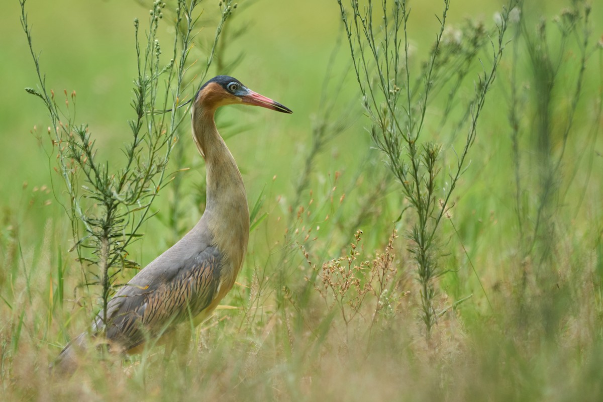 Whistling Heron - ML612844299