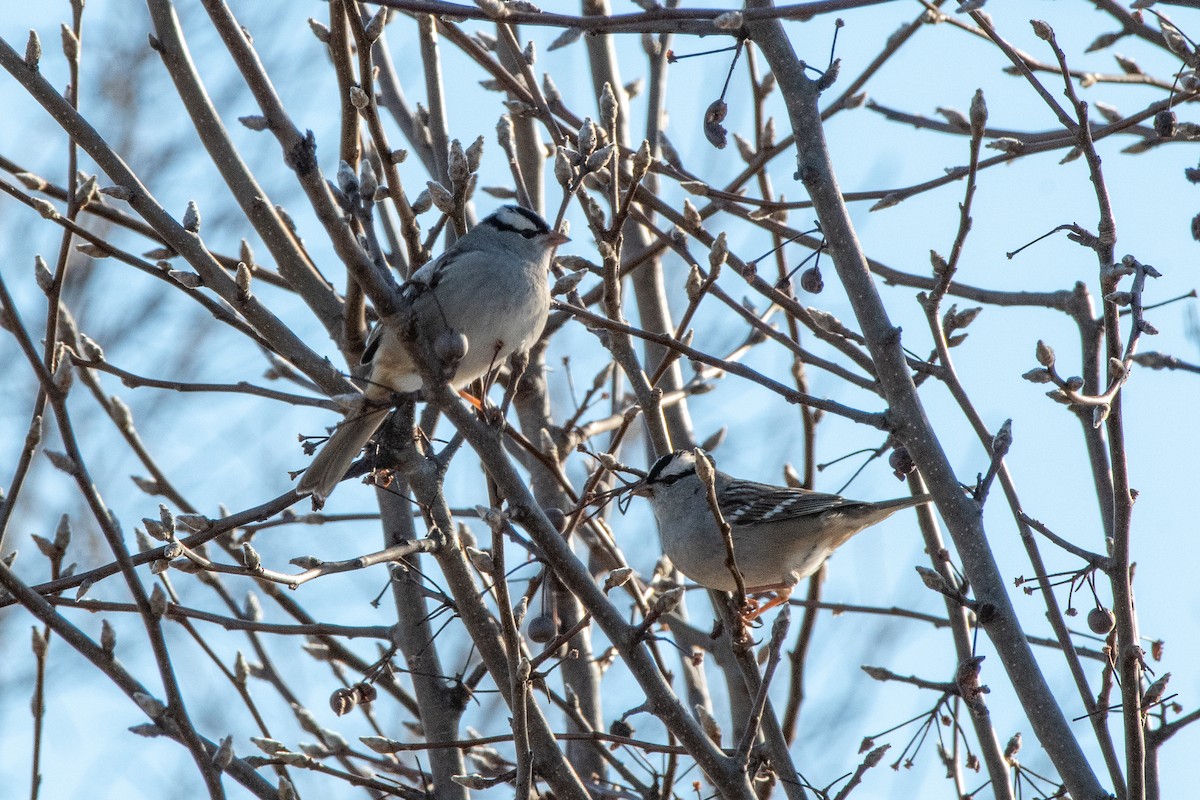 White-crowned Sparrow - ML612844301