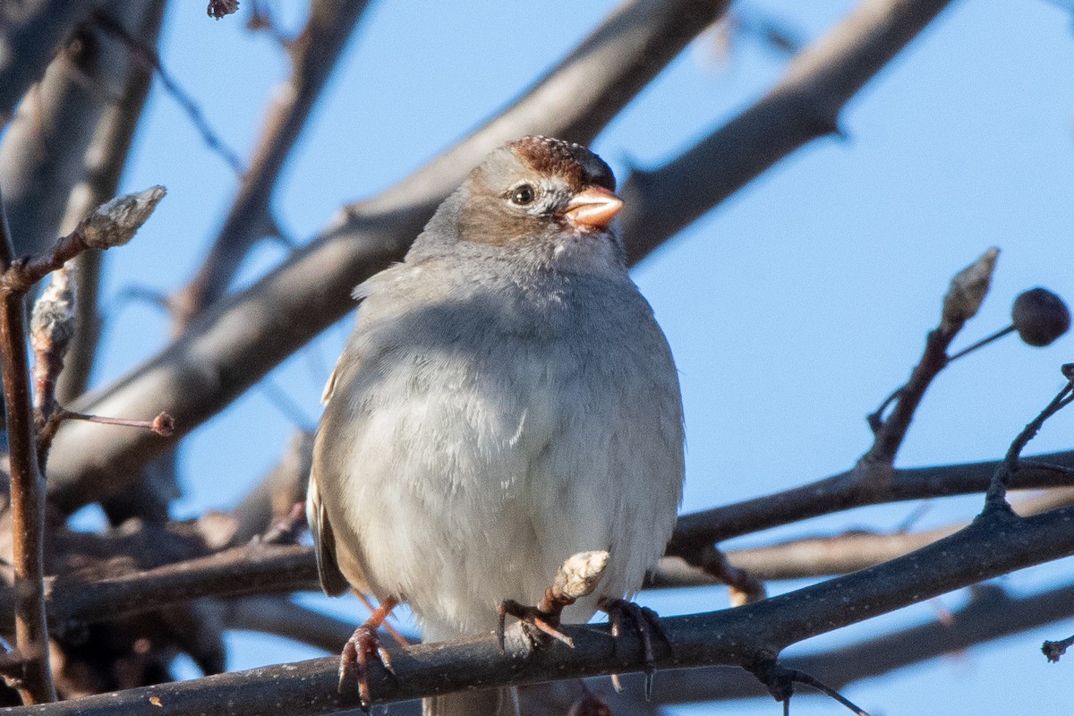 White-crowned Sparrow - ML612844315